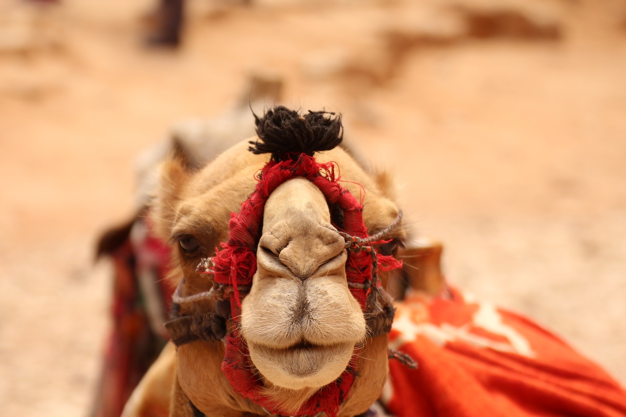 orient  camel  far east free photo