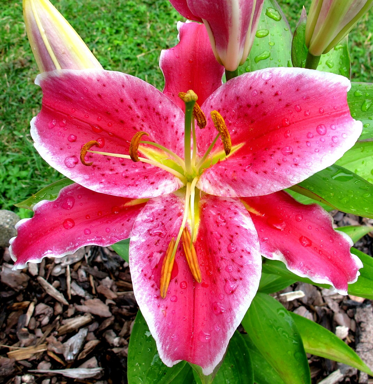 oriental lilly after eight free photo