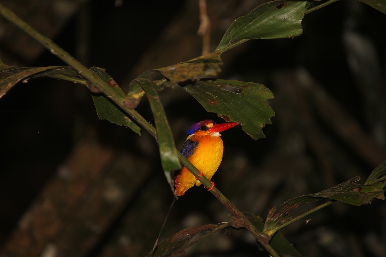 oriental dwarf kingfisher foliage colourful birds free photo