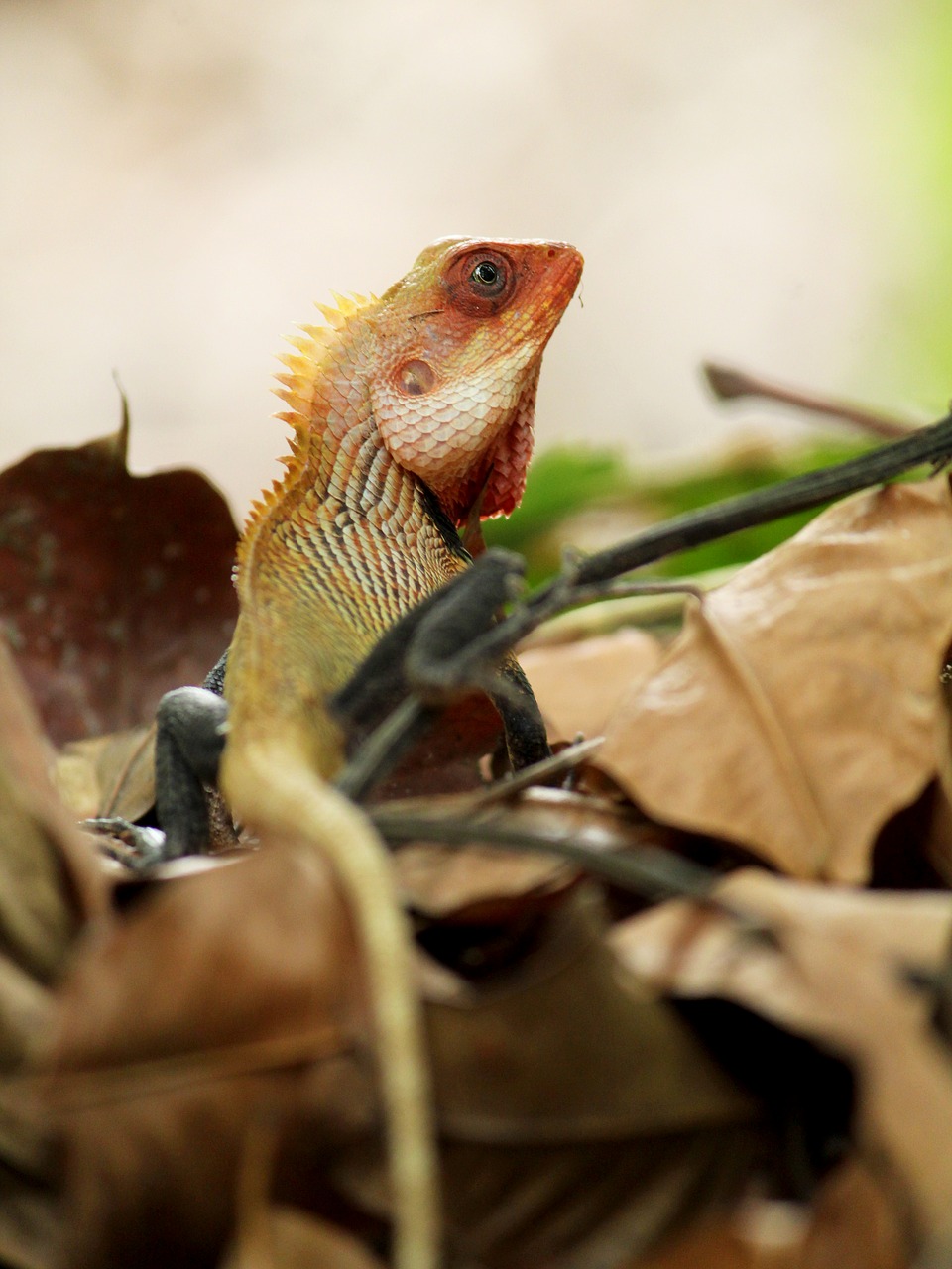 oriental garden lizard  lizard  garden free photo