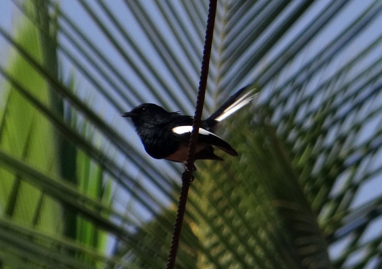 oriental magpie-robin robin copsychus saularis free photo