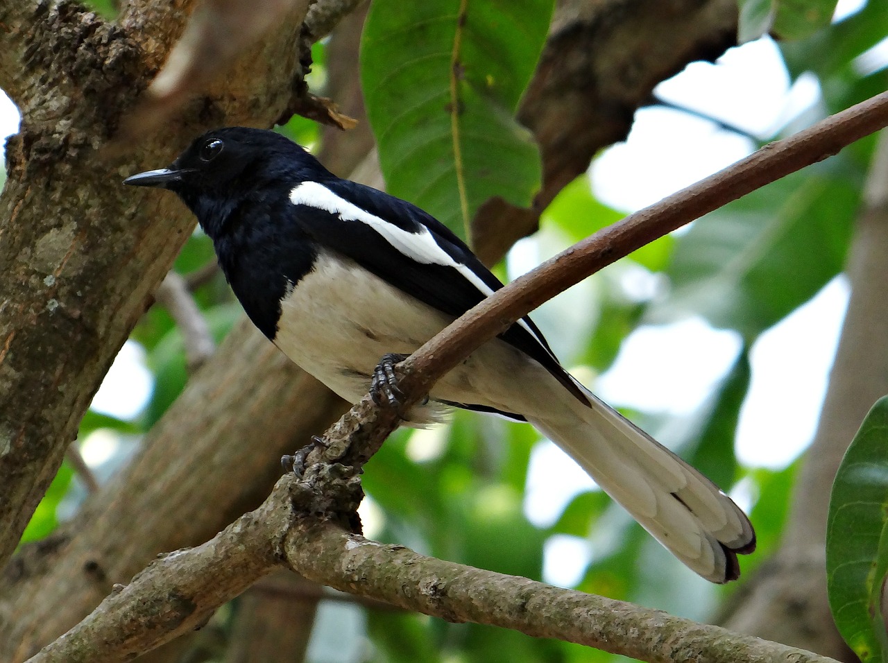 oriental magpie-robin male copsychus saularis free photo