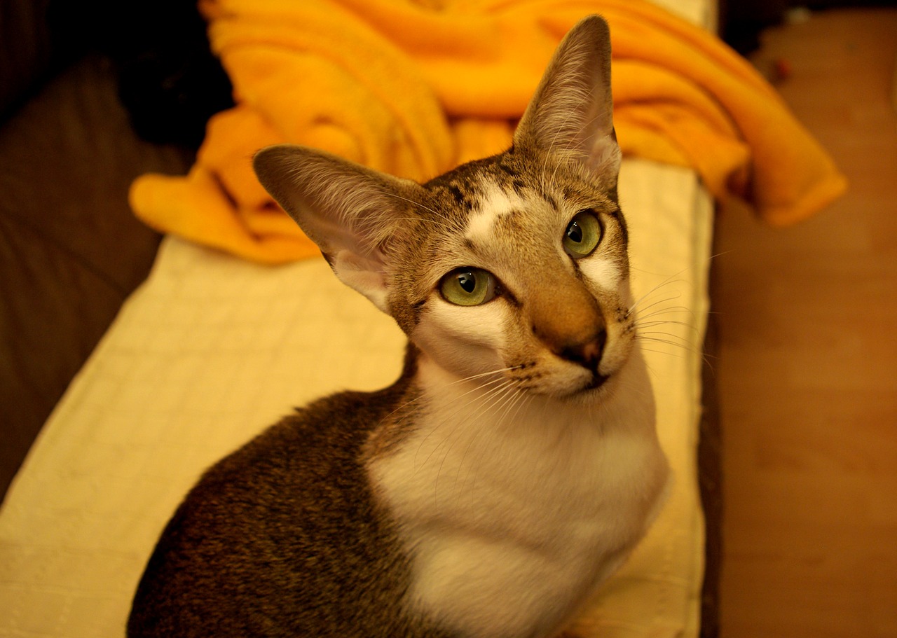 oriental shorthair cat animal free photo