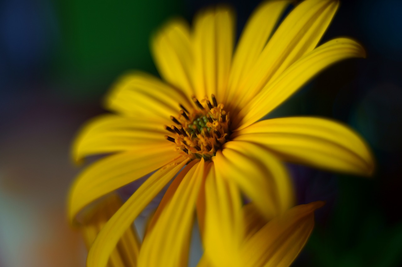 orientale  flower  outdoor free photo