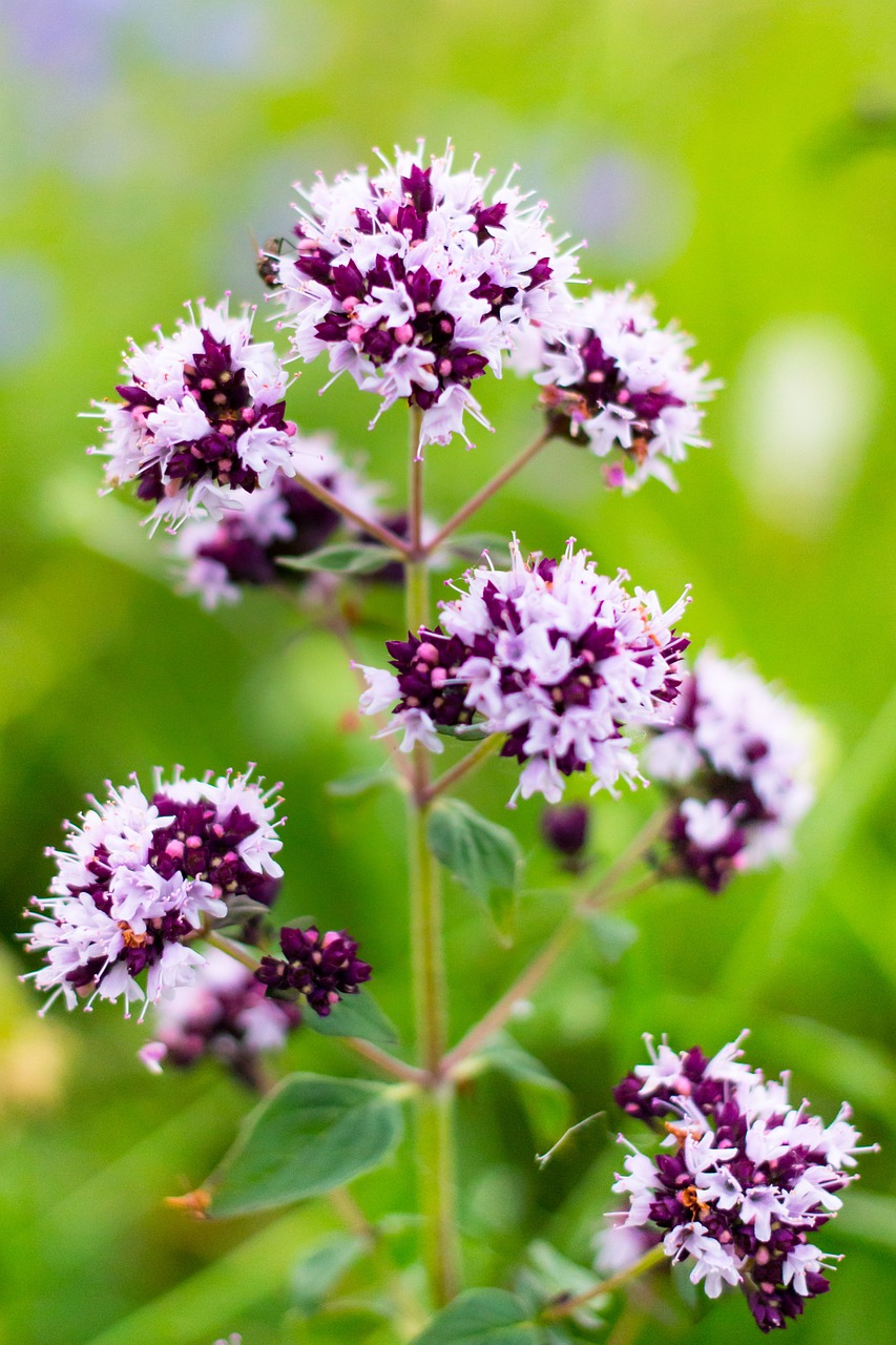 oríganum vulgáre marjoram flowers free photo