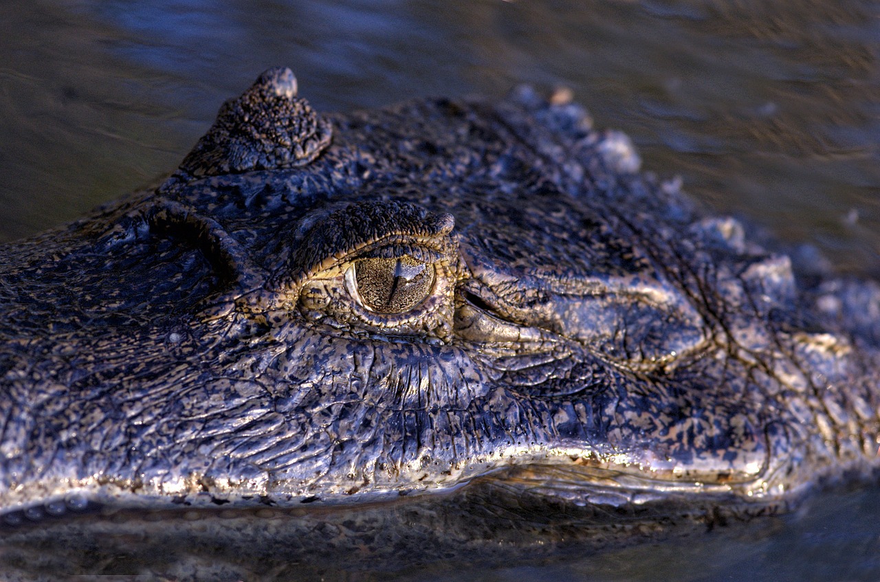 orinoco crocodile eye reptile free photo