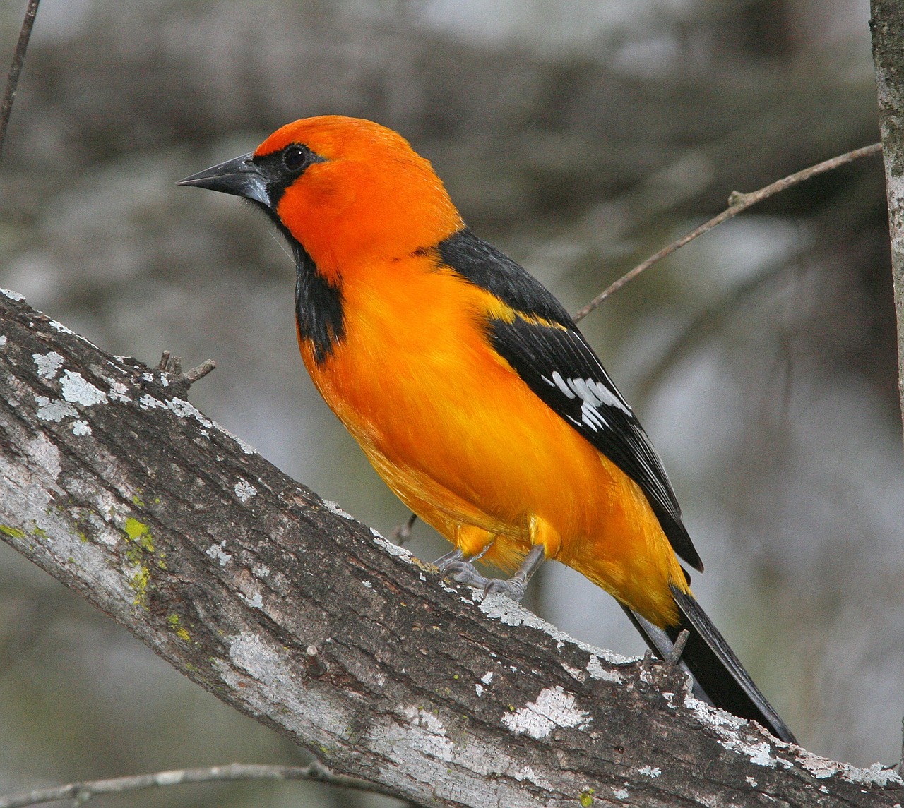 oriole bird perched free photo
