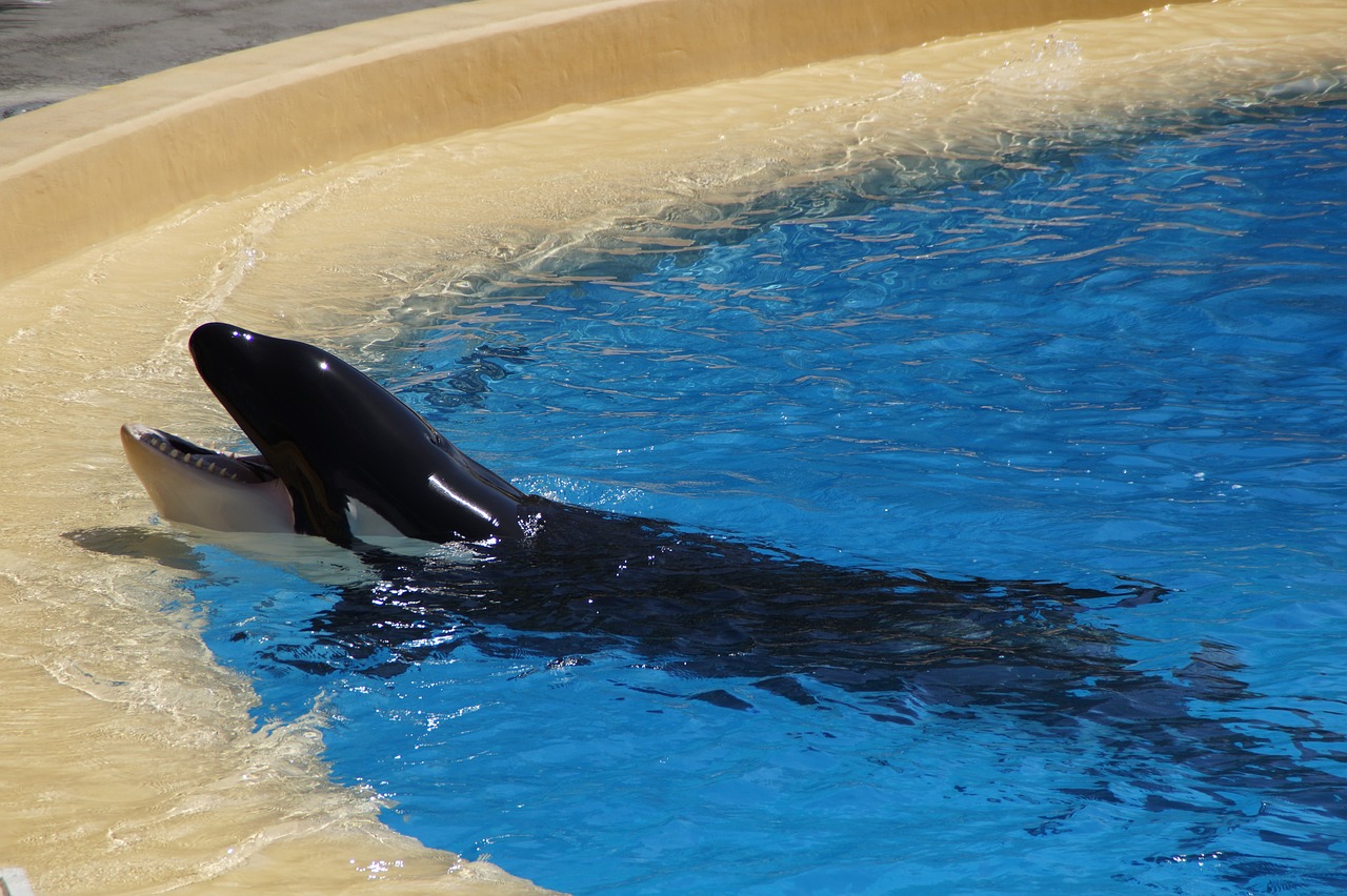 orka killer whale killer free photo