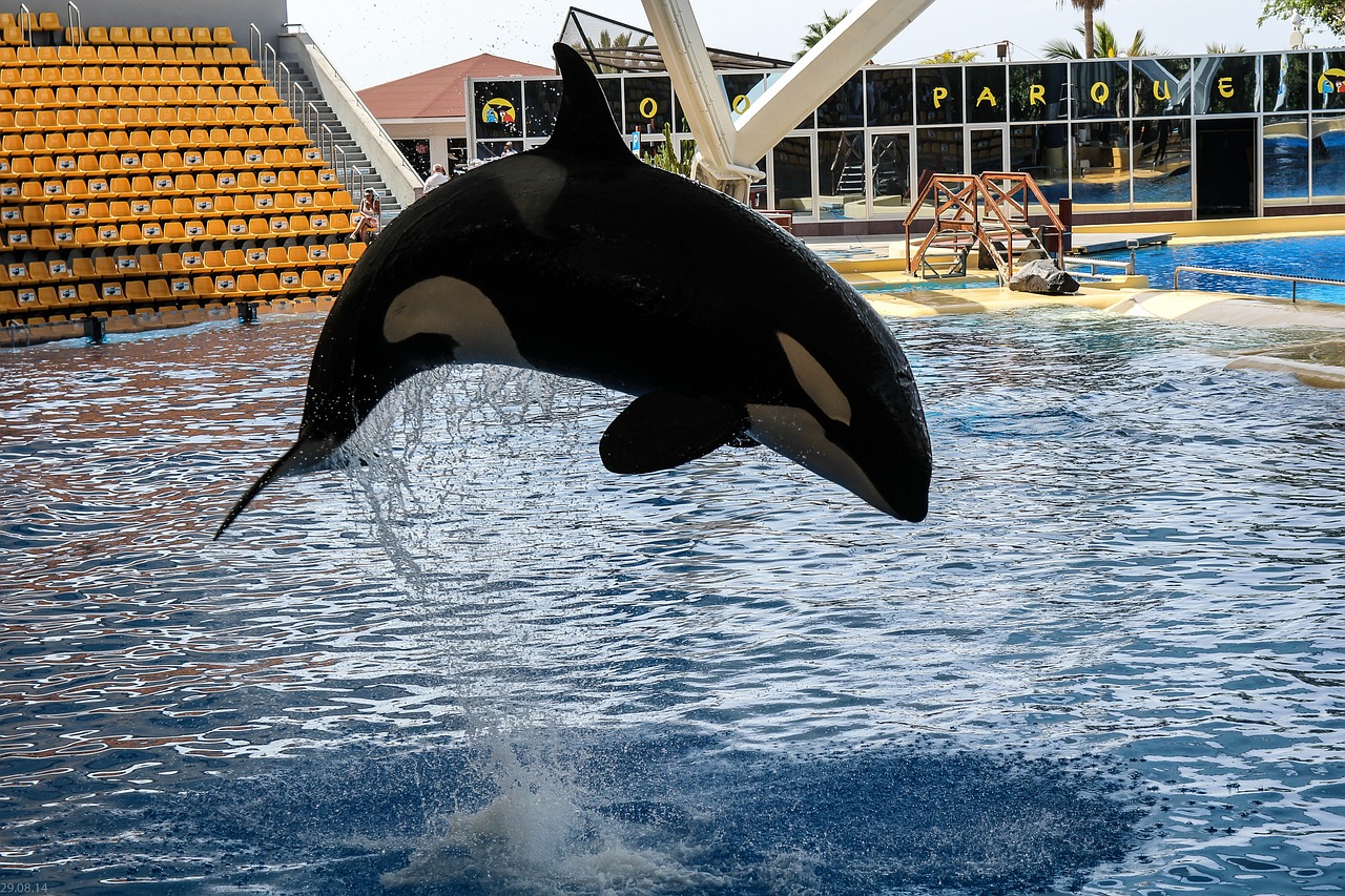 orka orcashow loropark free photo