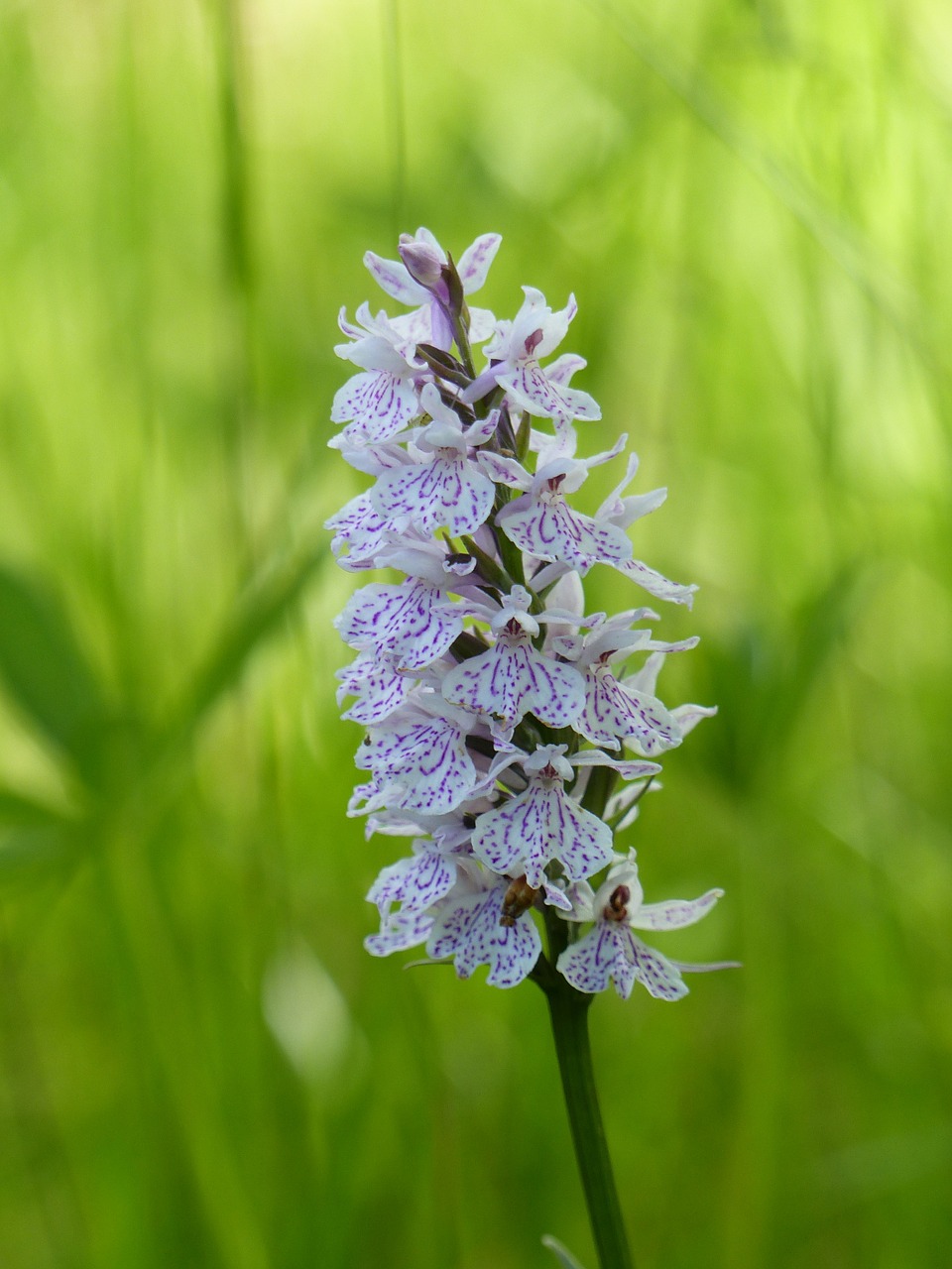 orkide wild flower free photo