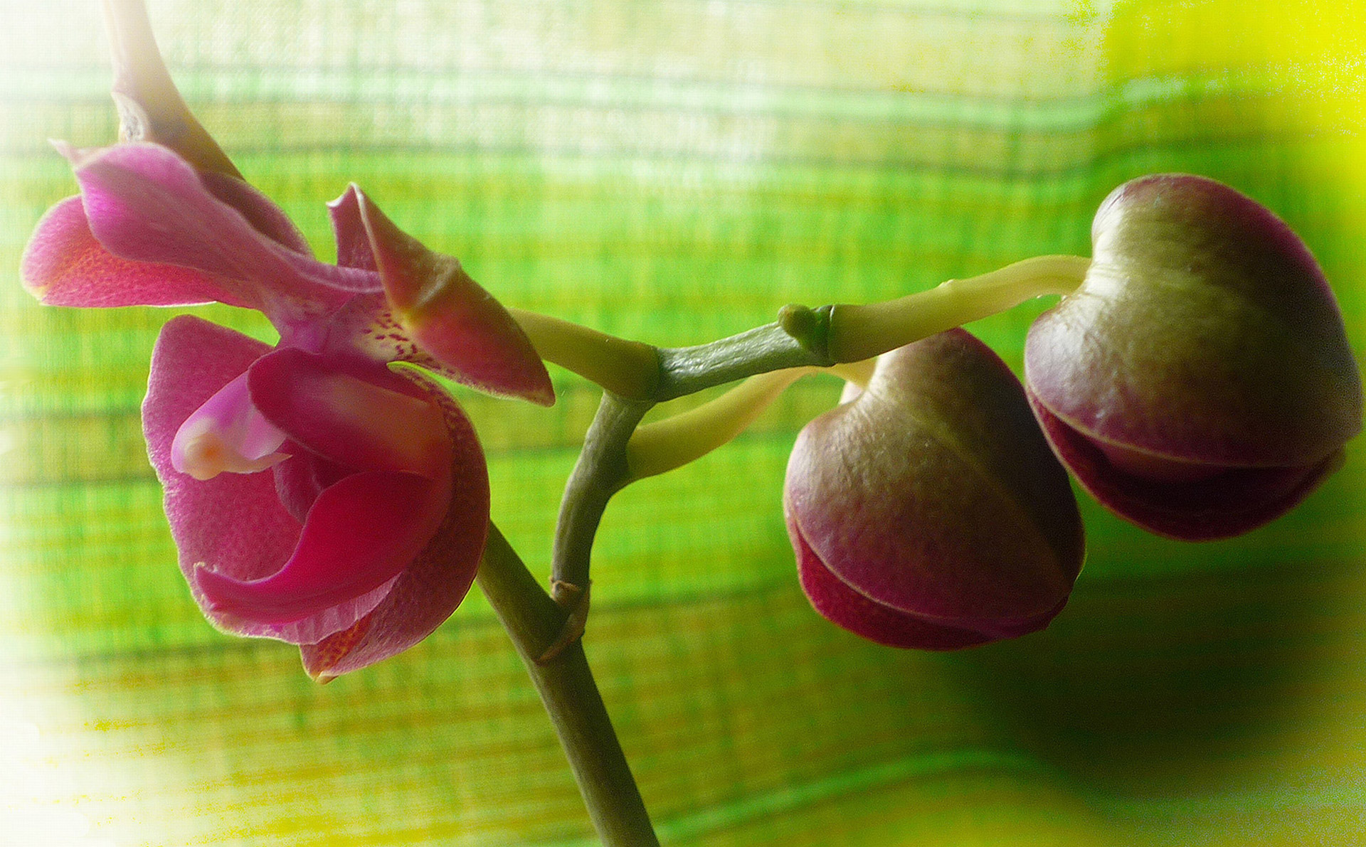 Бутон Орхидеи