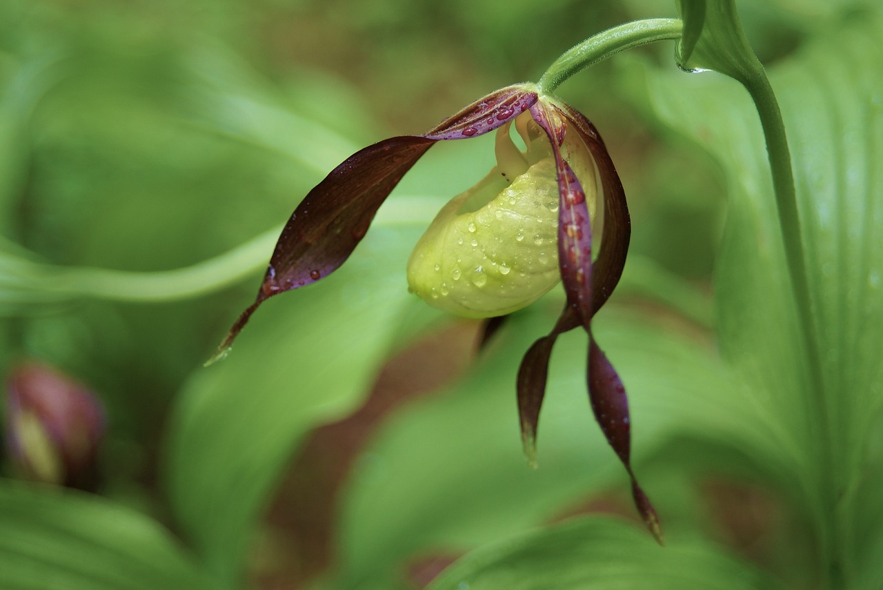orkidee guckusko plant free photo