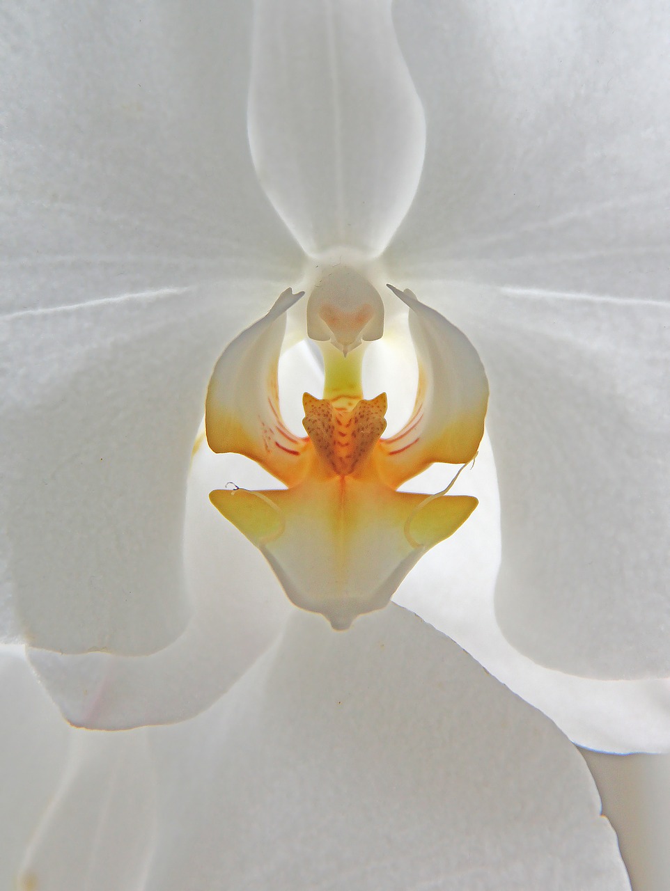orkidee flower white free photo