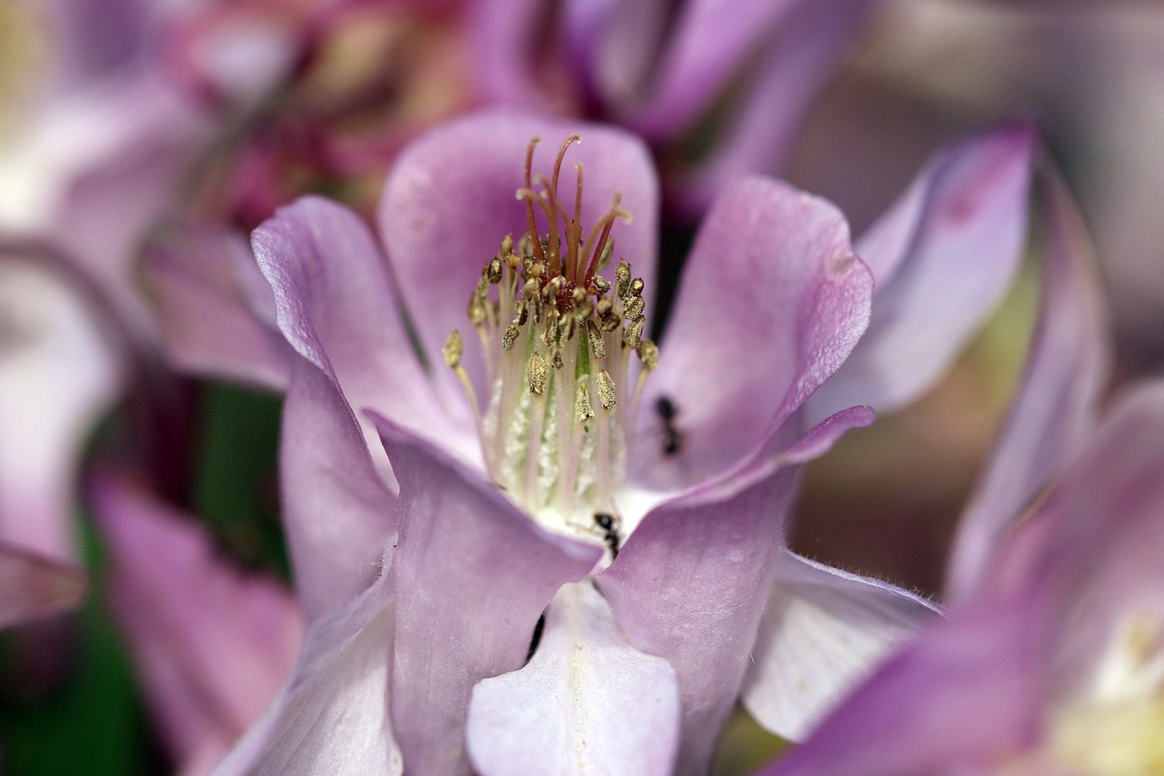 orlik inside a flower stamens free photo