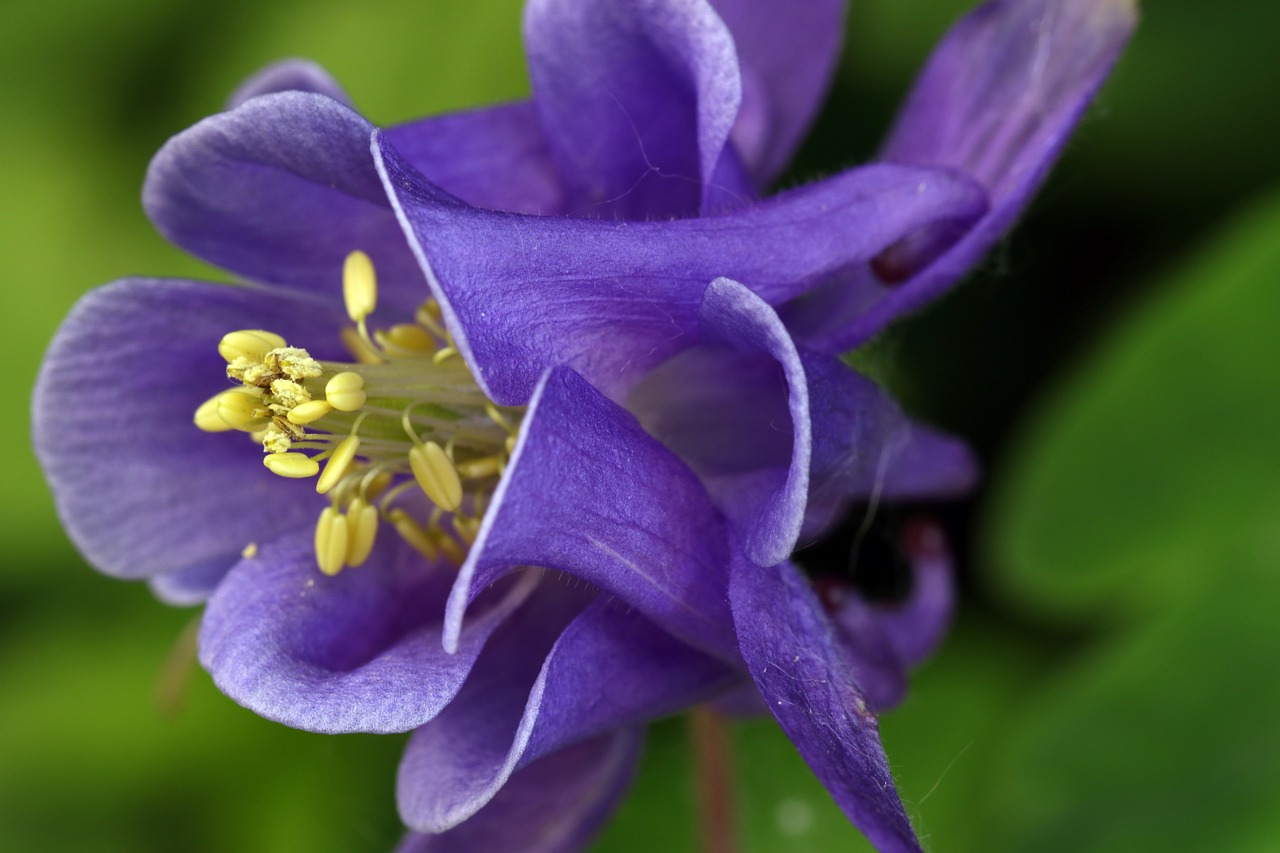 orlik flower violet free photo