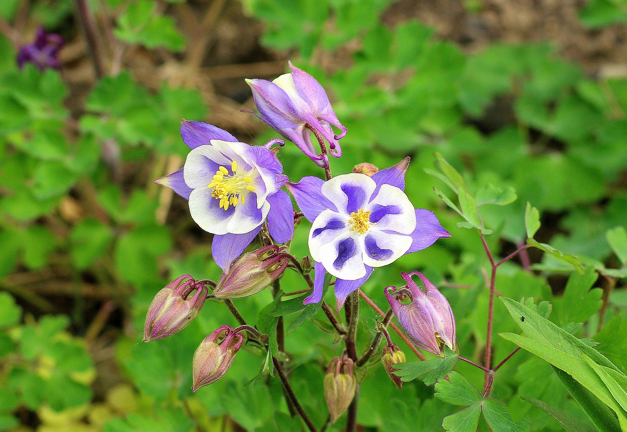 orlik  flower  spring free photo