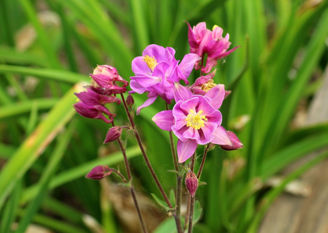 orlik  flower  spring free photo