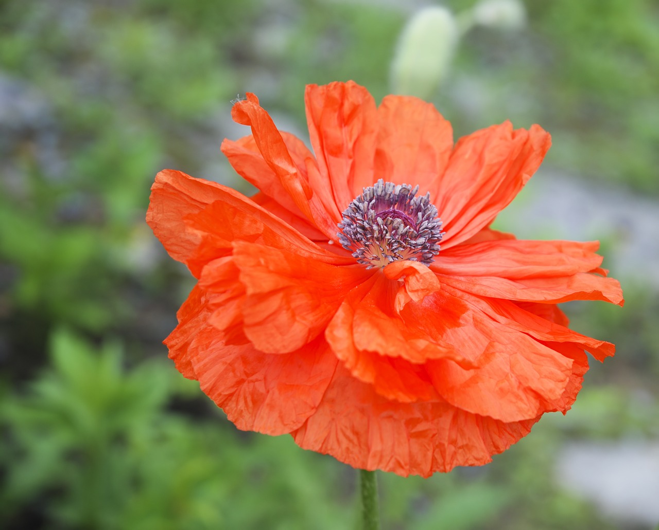 poppy bloom bright free photo