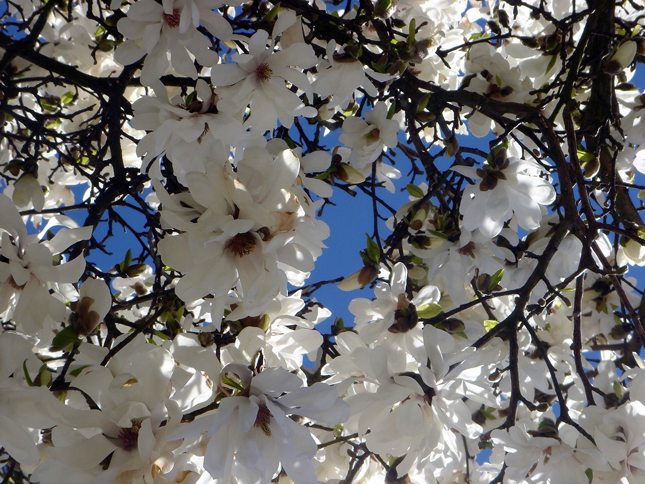 ornamental tree garden free photo