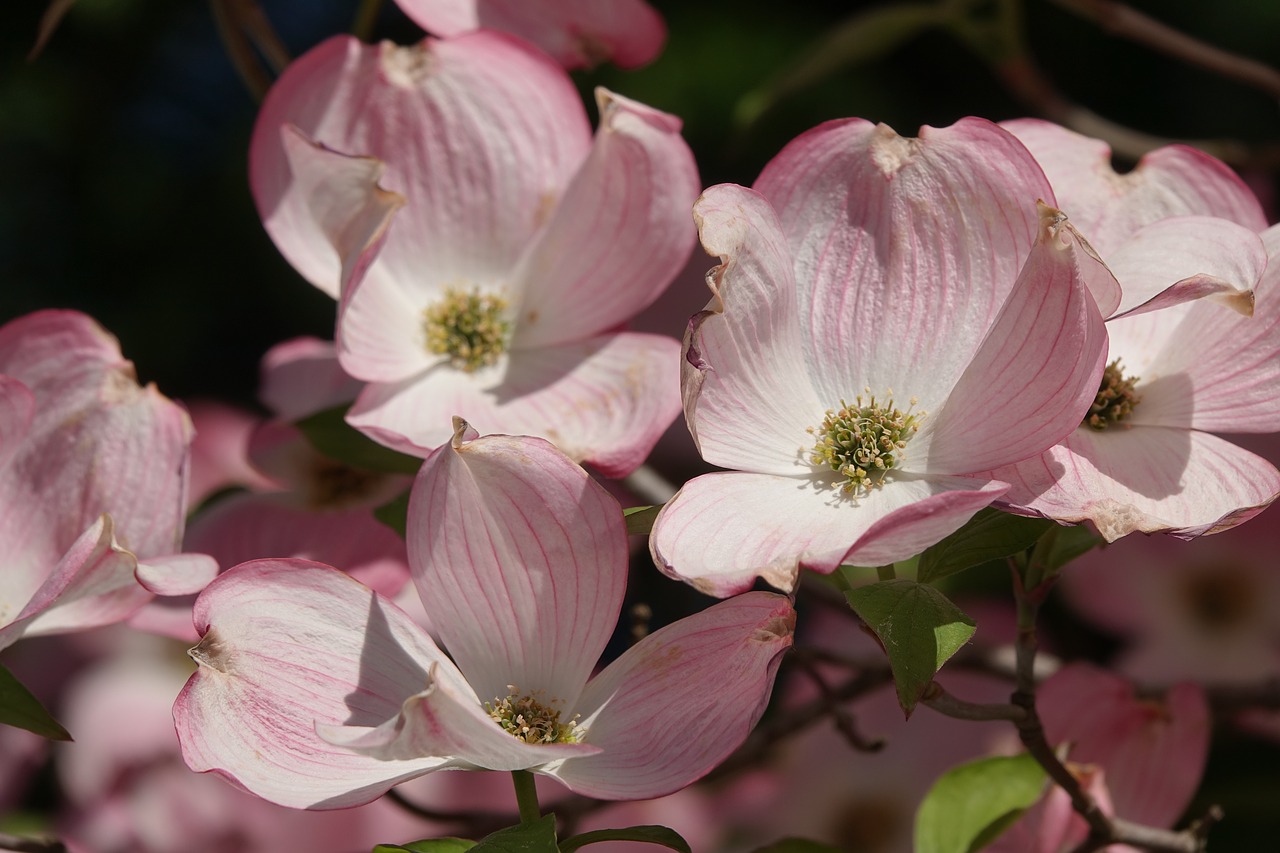 ornamental apple tree  flowers  spring free photo