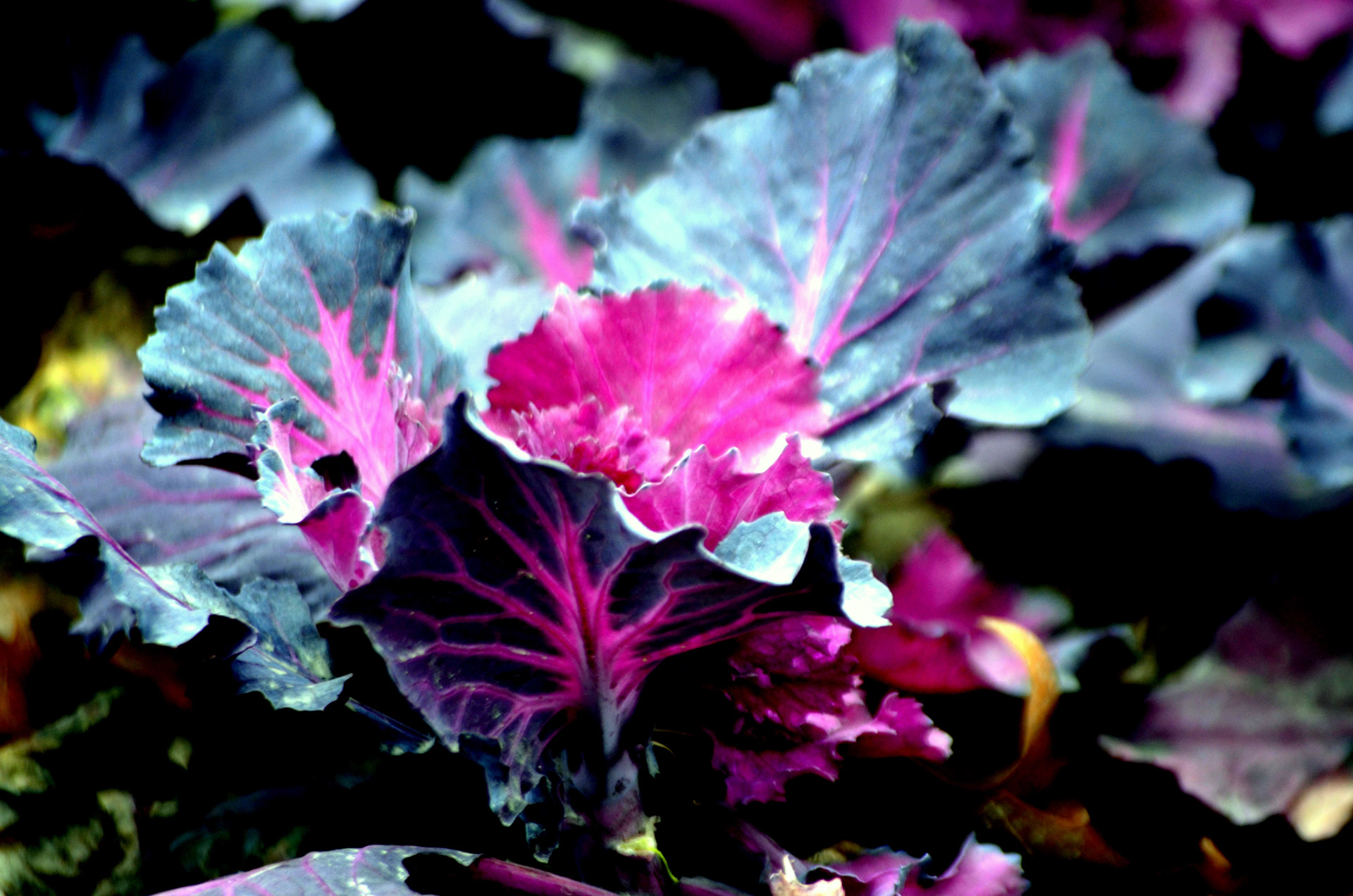 ornamental cabbage cabbage kale free photo