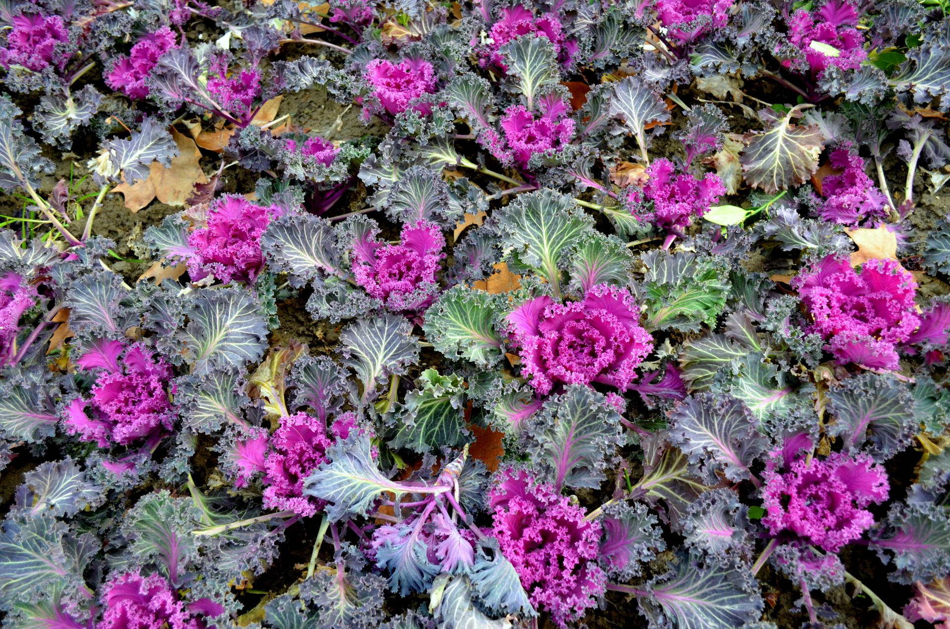 ornamental cabbage kale free photo
