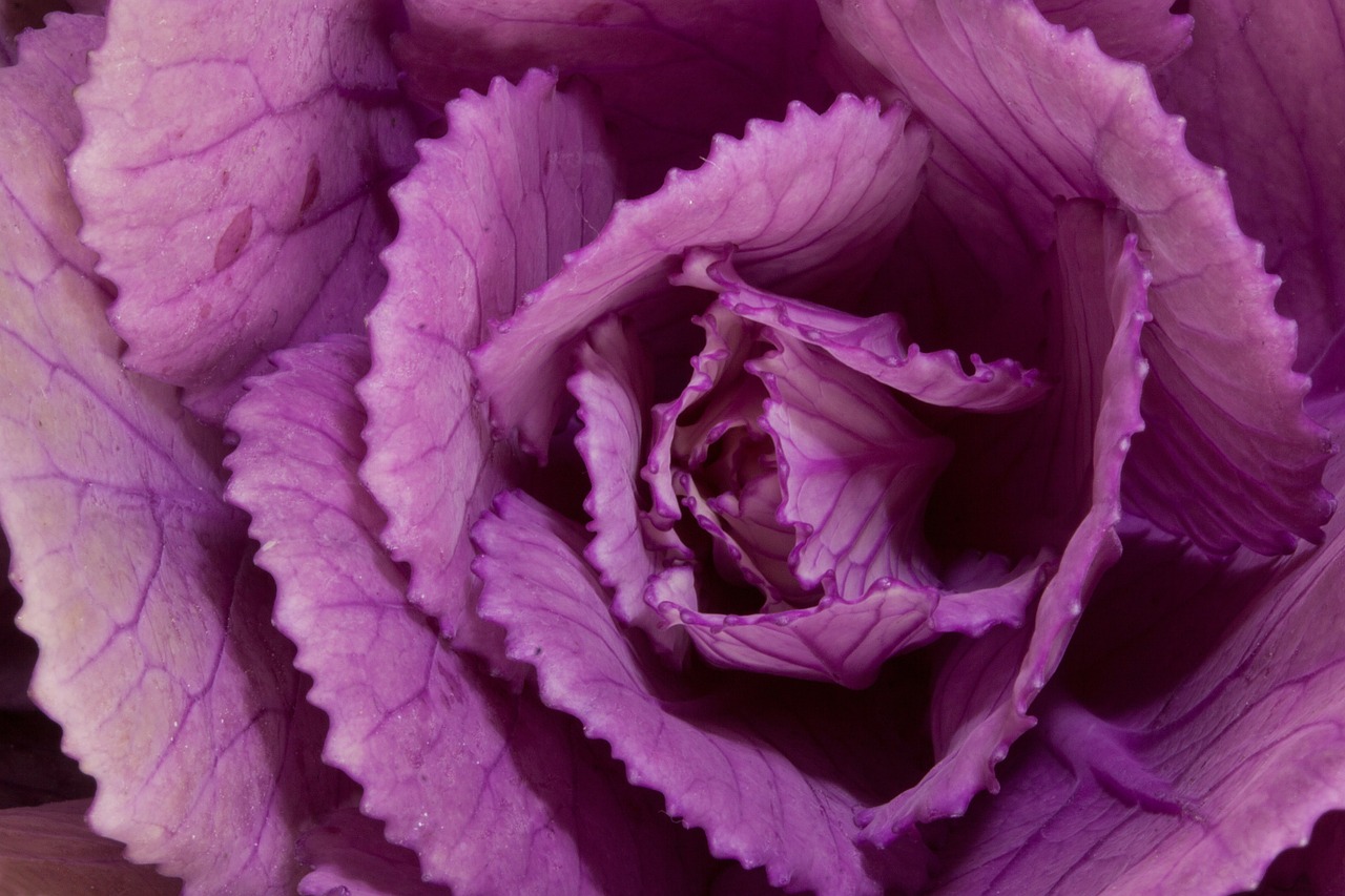 ornamental cabbage brassica oleracea cabbages free photo