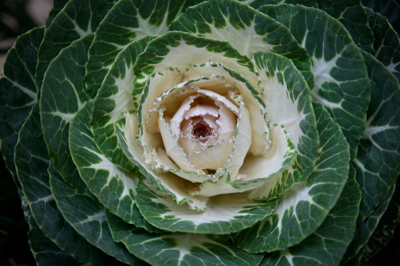 ornamental cabbage  plant  decoration free photo