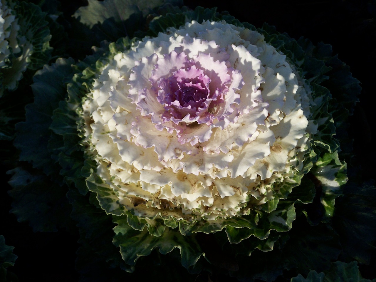 ornamental cabbage  garden plant  winter plant free photo