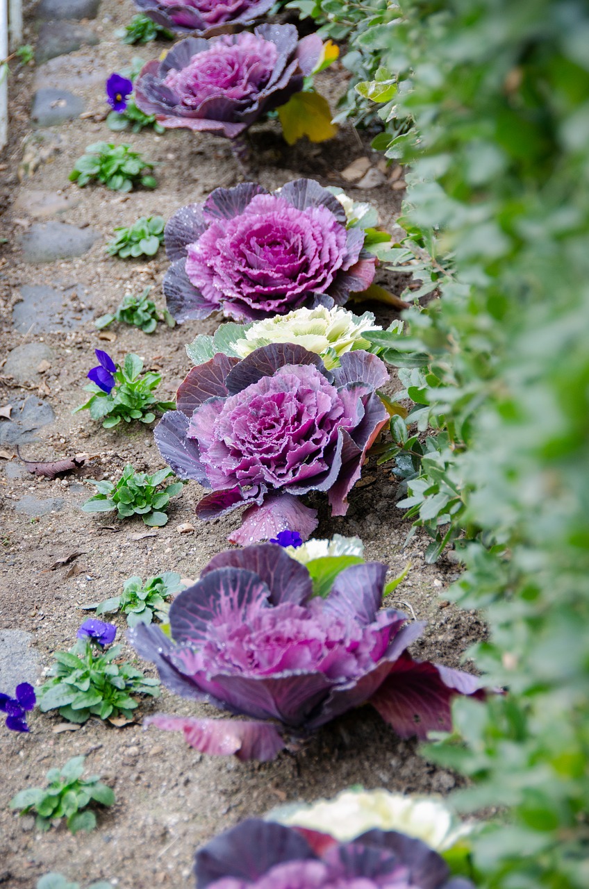 ornamental cabbage  flowering cabbage  plant free photo