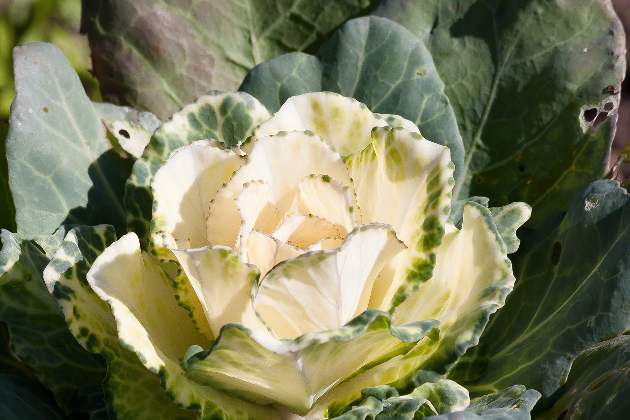 ornamental cabbage brassica oleracea cabbage green free photo