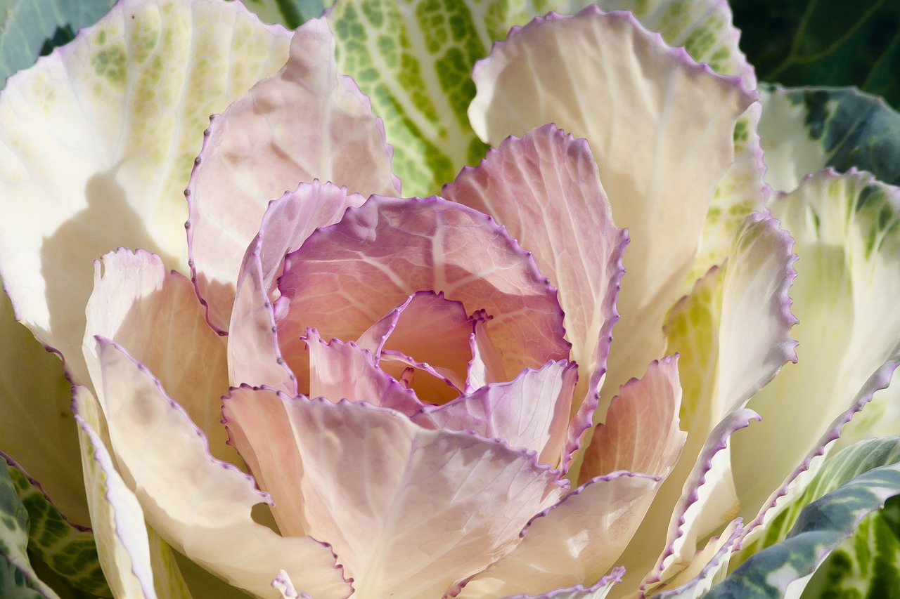 ornamental cabbage brassica oleracea cabbage green free photo