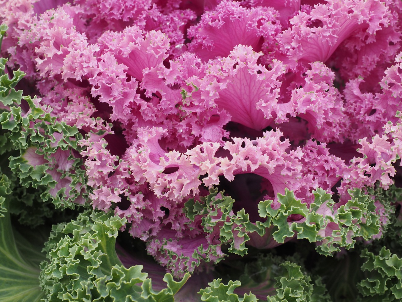 ornamental cabbage leaves kraus free photo