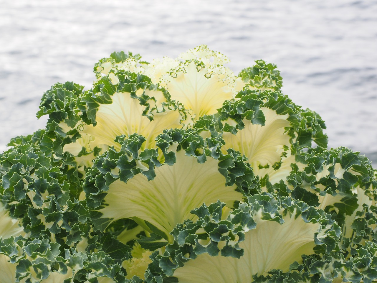 ornamental cabbage leaves detail free photo