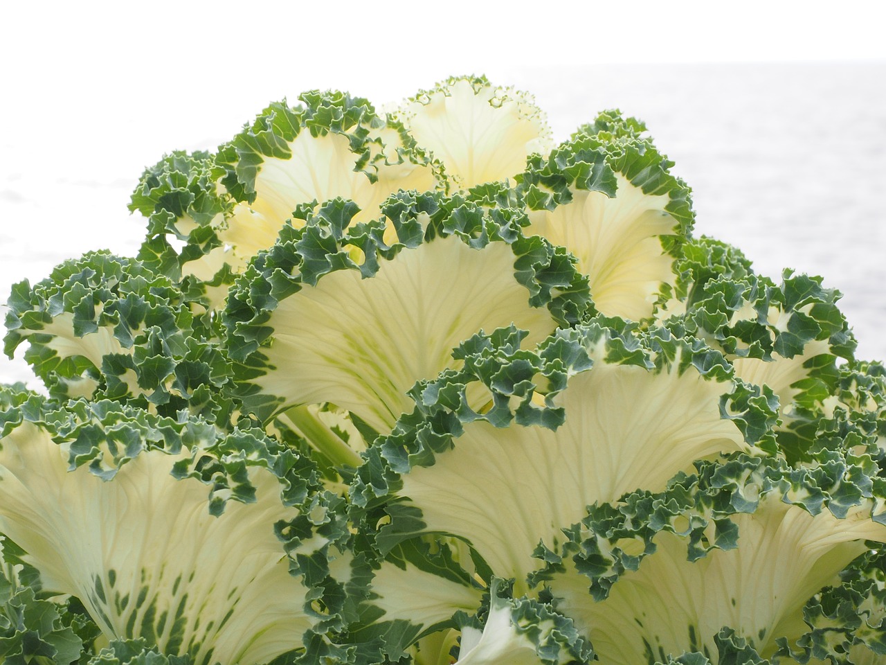 ornamental cabbage leaves detail free photo