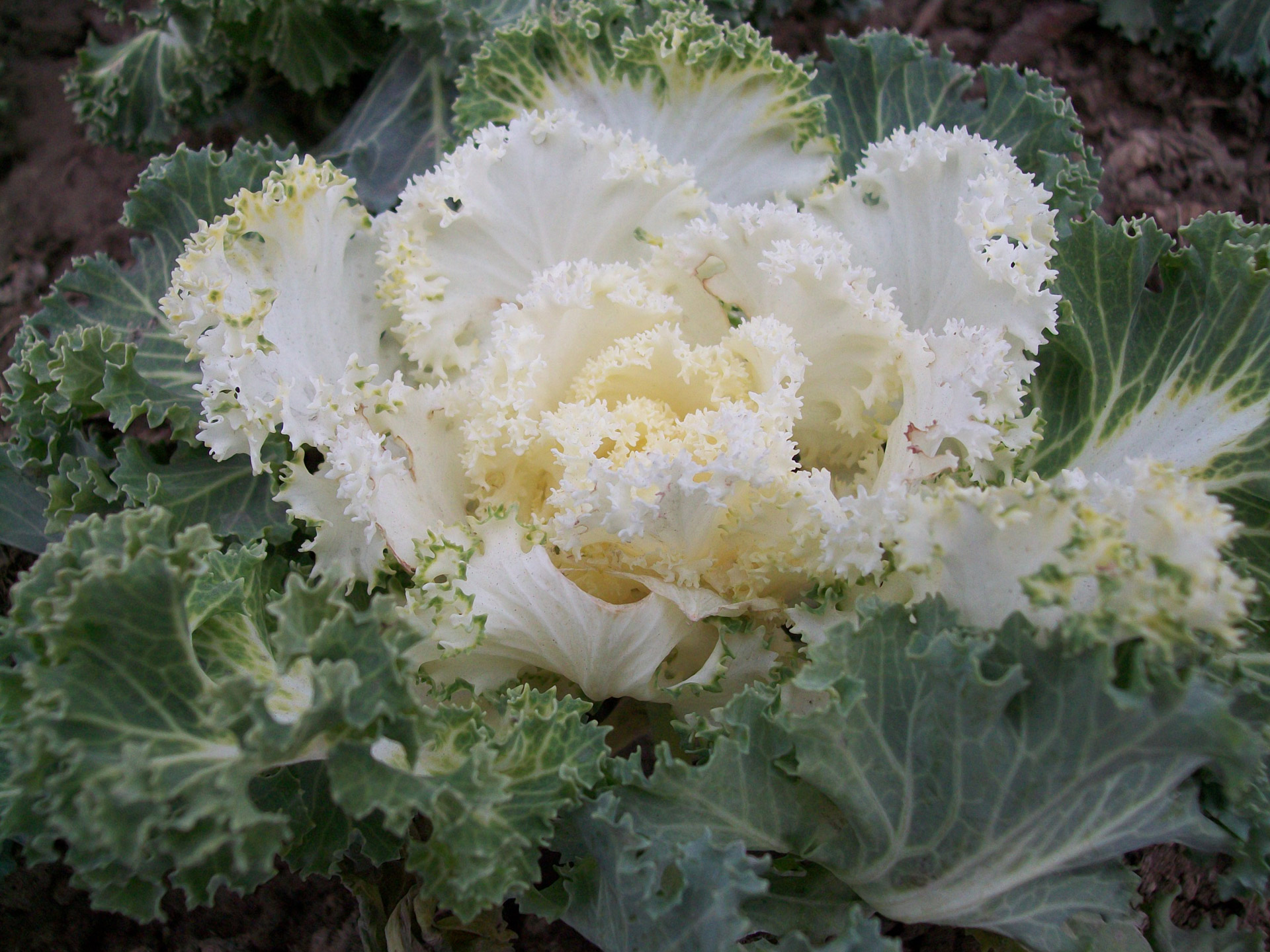 cabbage ornamental kale free photo