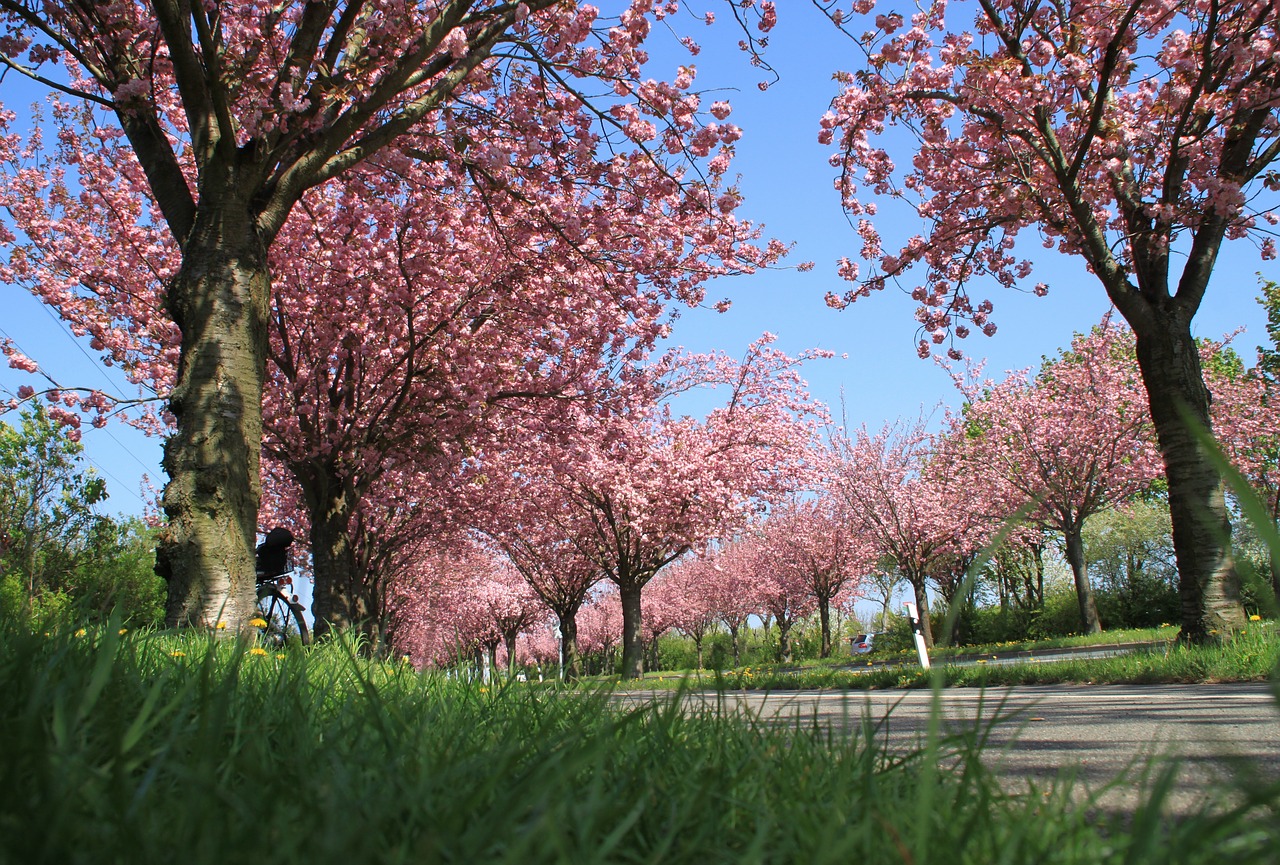 ornamental cherries avenue flowers free photo