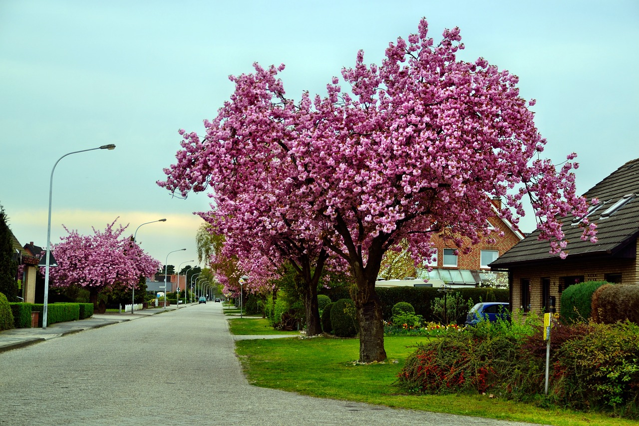 ornamental cherry road tree free photo