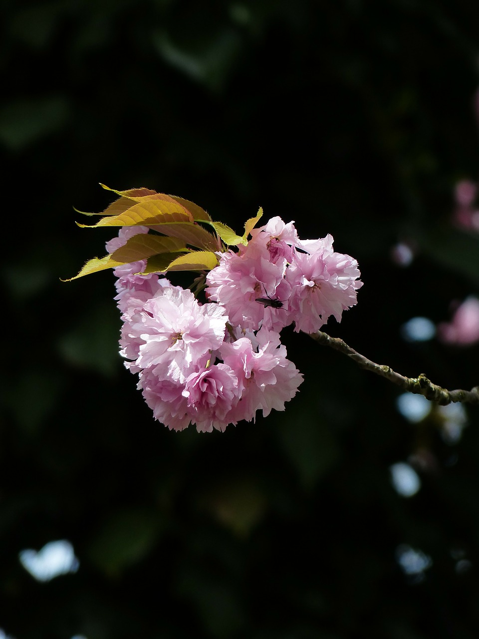 ornamental cherry cherry blossom japanese cherry trees free photo