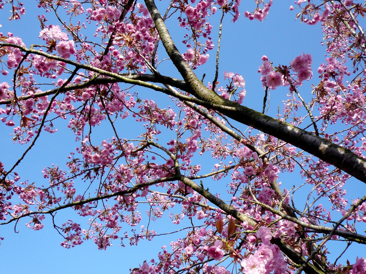 ornamental cherry spring pink free photo