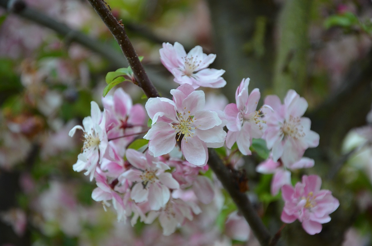 ornamental cherry blossom bloom free photo