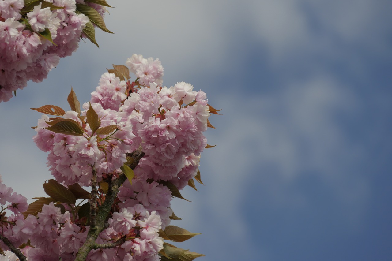 ornamental cherry flowers japanese cherry trees free photo