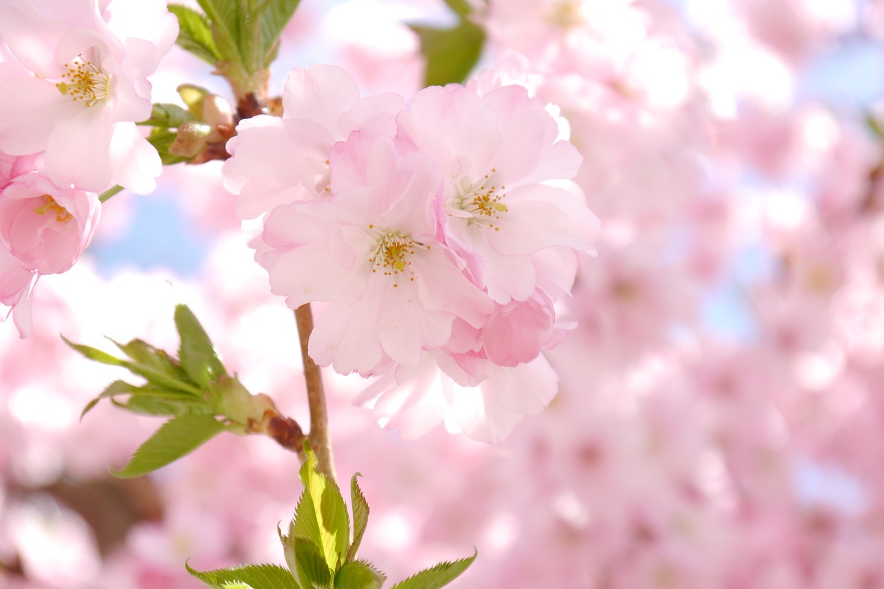 ornamental cherry flowers pink free photo