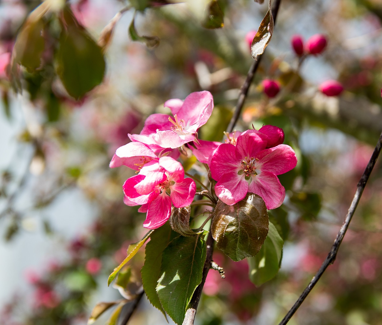 ornamental cherry  blossom  bloom free photo