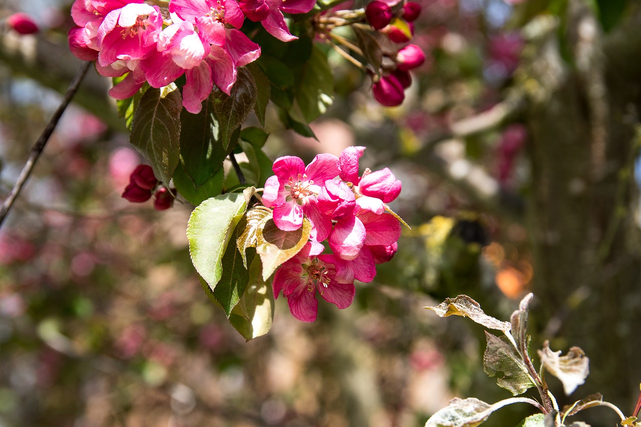 ornamental cherry  blossom  bloom free photo