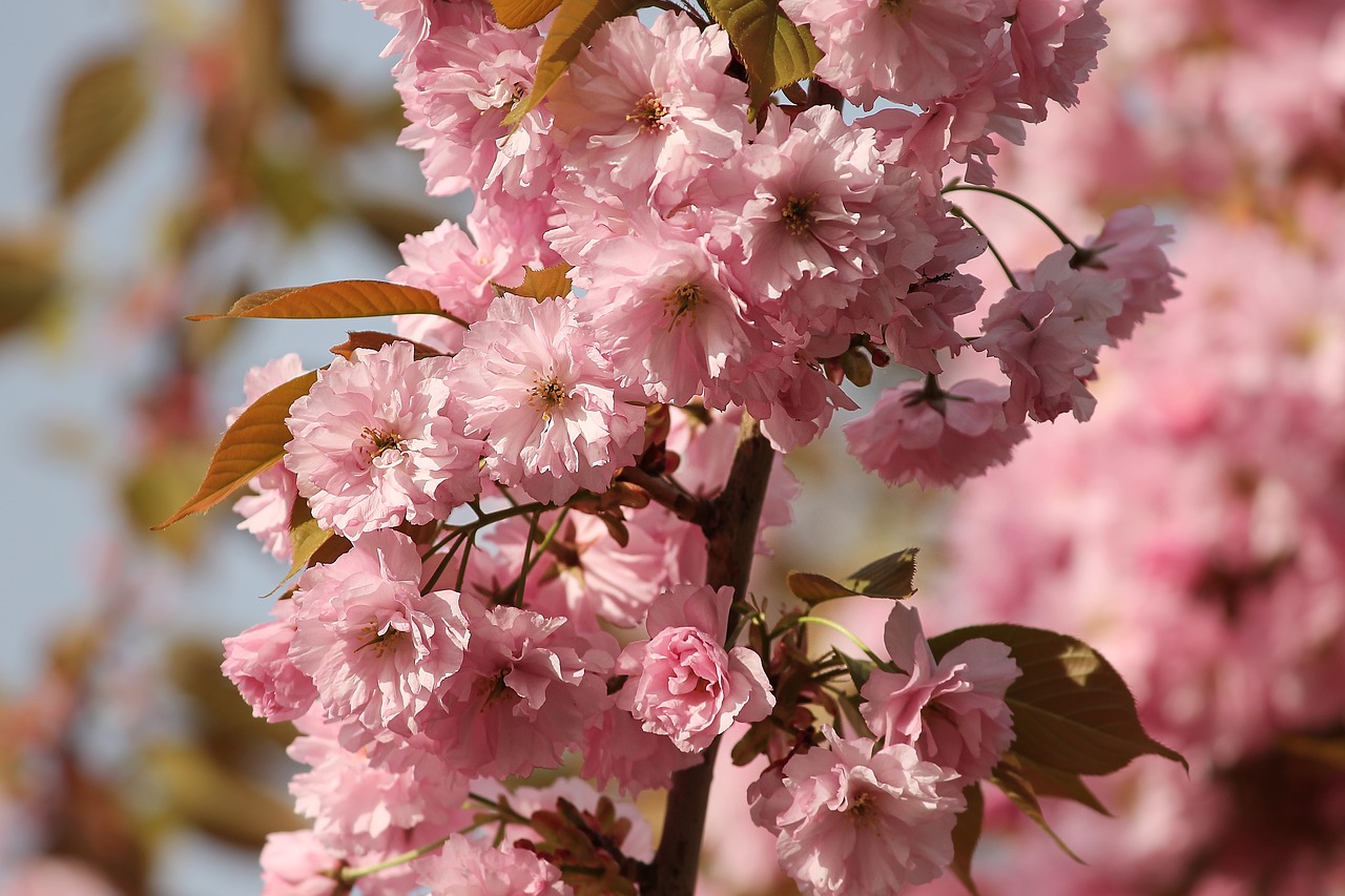 ornamental cherry  prunus  spring cherry free photo