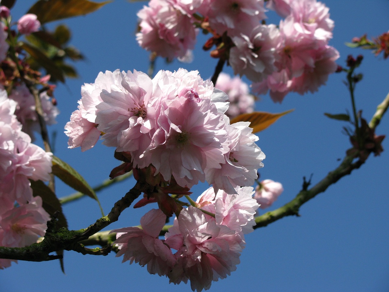 ornamental cherry cherry blossom spring free photo