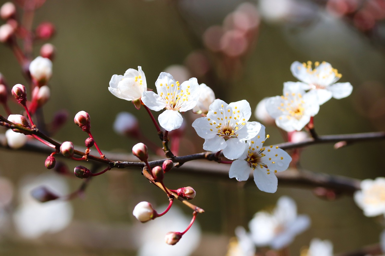ornamental cherry  blossom  bloom free photo