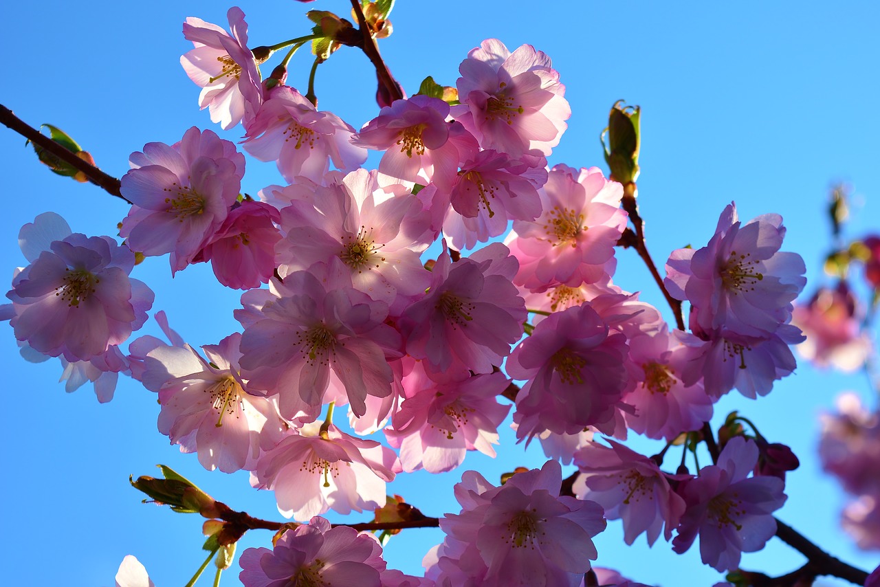 ornamental cherry  blossom  bloom free photo