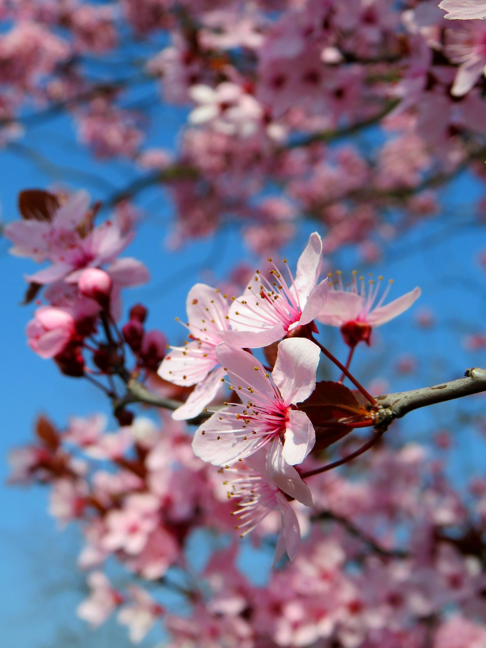 ornamental cherry  cherry blossom  cherry tree free photo